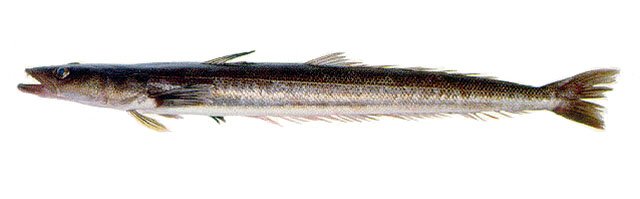 Pez Palo (Percophis brasiliensis), pescado de fondo